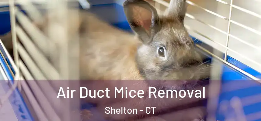  Air Duct Mice Removal Shelton - CT